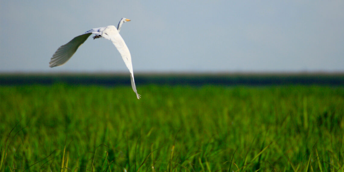 An egret flies over a sugar can field in South Florida. (Scott, CC BY-NC-ND 2.0 DEED, via flickr)
