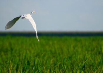 An egret flies over a sugar can field in South Florida. (Scott, CC BY-NC-ND 2.0 DEED, via flickr)