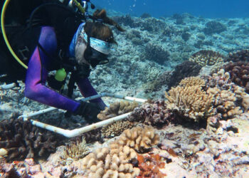 Erika Johnston, pictured, and Scott Burgess named this new coral “Pocillopora tuahiniensis” because tuahine means “sister” in the Tahitian language, and to recognize the people who have lived in French Polynesia a few thousand years. (Photo by Scott Burgess)