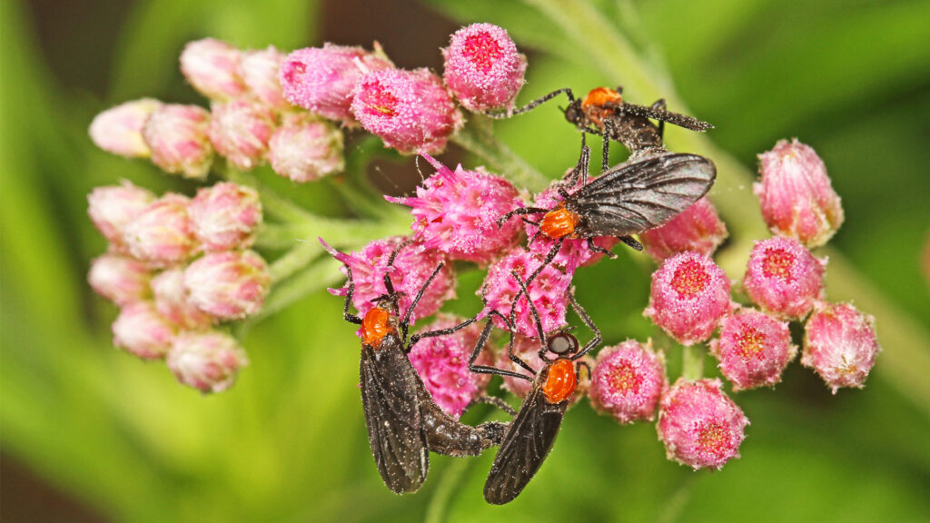 Lovebugs on camphorweed at Myakka River State Park in Sarasota (Judy Gallagher, CC BY 2.0, via Wikimedia Commons)