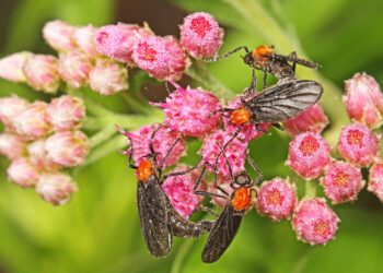 Lovebugs on camphorweed at Myakka River State Park in Sarasota (Judy Gallagher, CC BY 2.0, via Wikimedia Commons)