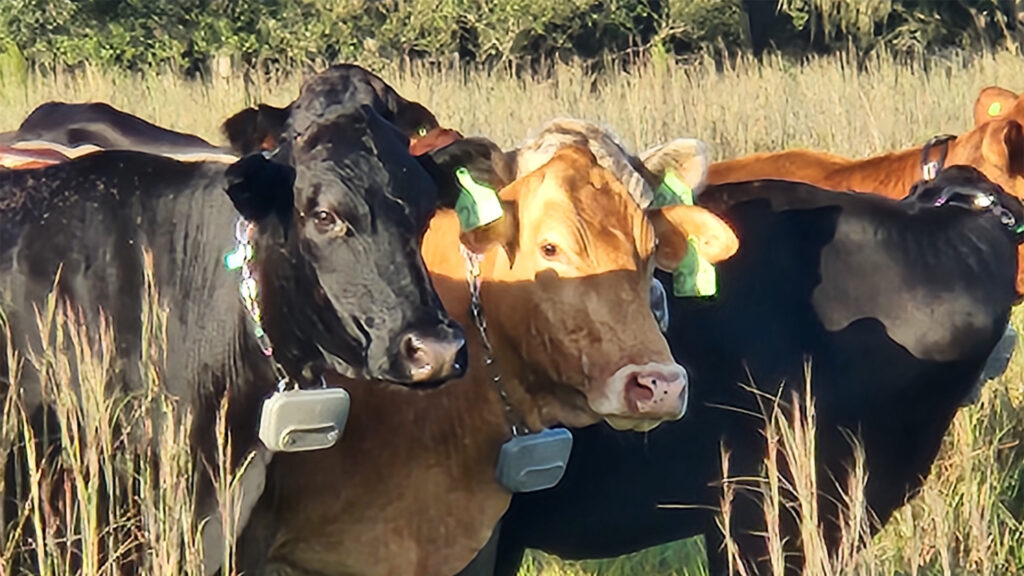 Cattle with GPS collars at Blackbeard’s Ranch (Brad Buck, UF/IFAS Communications)