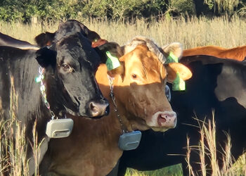Cattle with GPS collars at Blackbeard’s Ranch (Brad Buck, UF/IFAS Communications)