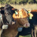 Cattle with GPS collars at Blackbeard’s Ranch (Brad Buck, UF/IFAS Communications)