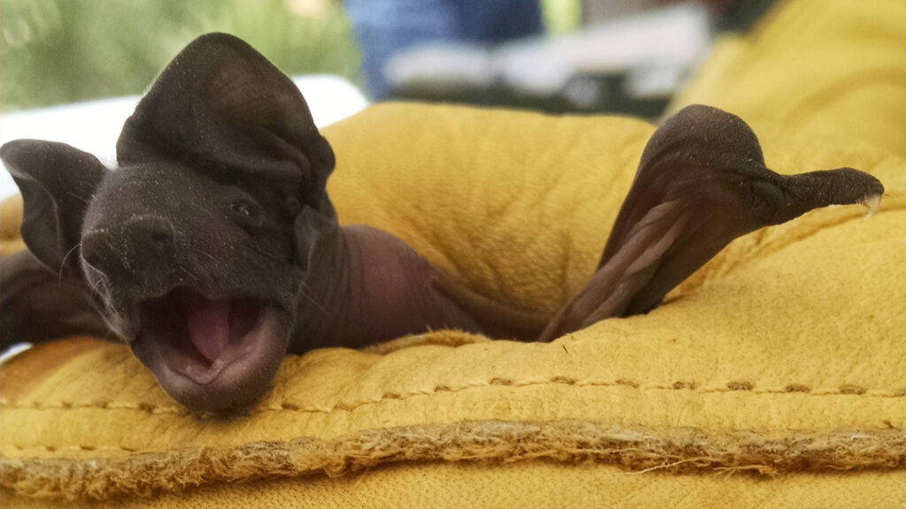 A juvenile Florida bonneted bat (Enwebb, CC BY-SA 4.0, via Wikimedia Commons)