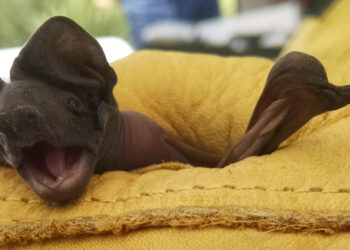 A juvenile Florida bonneted bat (Enwebb, CC BY-SA 4.0, via Wikimedia Commons)