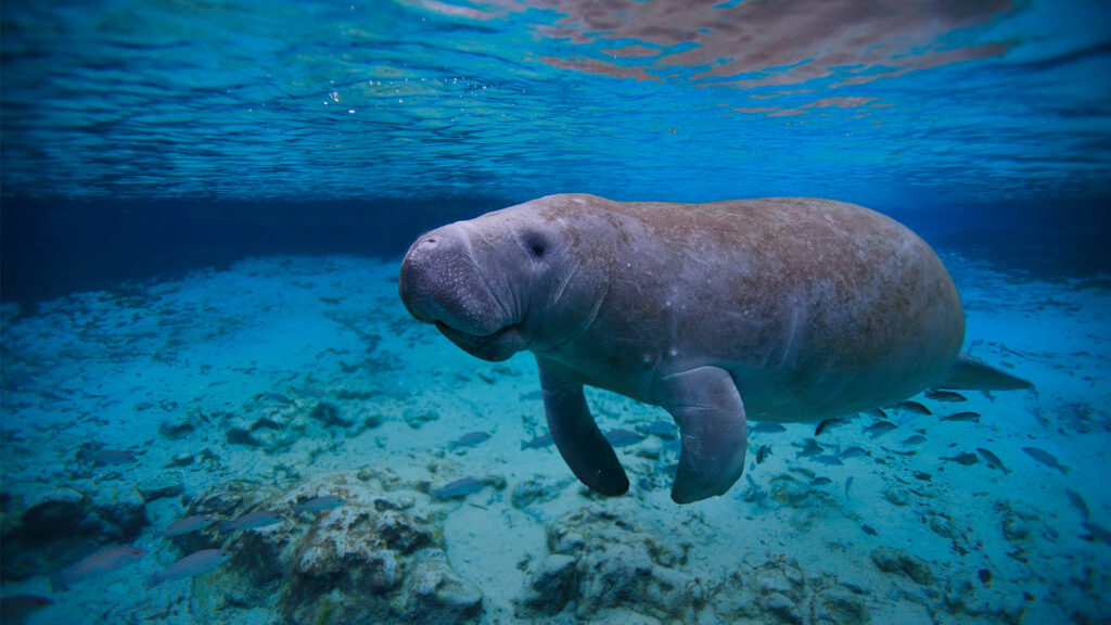 A manatee swimming (iStock image)