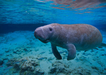 A manatee swimming (iStock image)