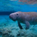 A manatee swimming (iStock image)