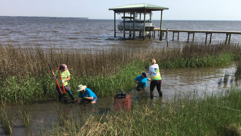 A living shoreline project along Pensacola Bay (Florida Sea Grant)