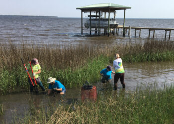 A living shoreline project along Pensacola Bay (Florida Sea Grant)