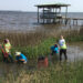 A living shoreline project along Pensacola Bay (Florida Sea Grant)