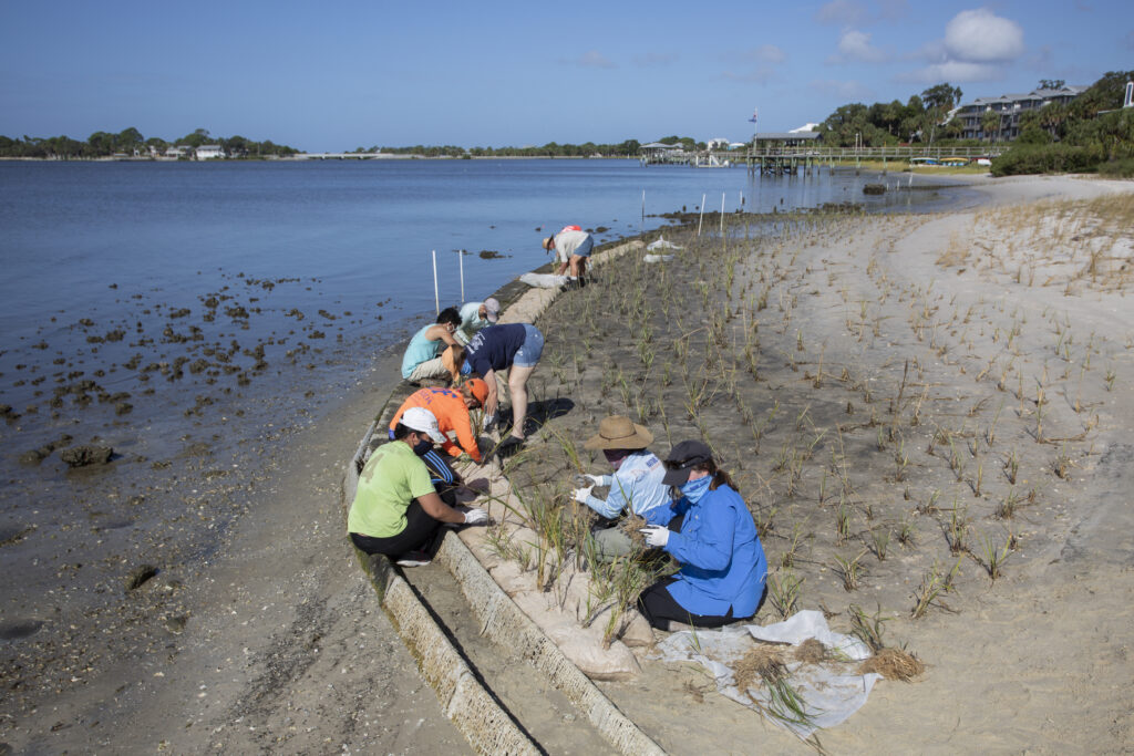 Volunteers plant saltmeadow cord grass in the sand for a Sea Grant Living Shoreline restoration in Cedar Key. (Tyler Jones, UF/IFAS)