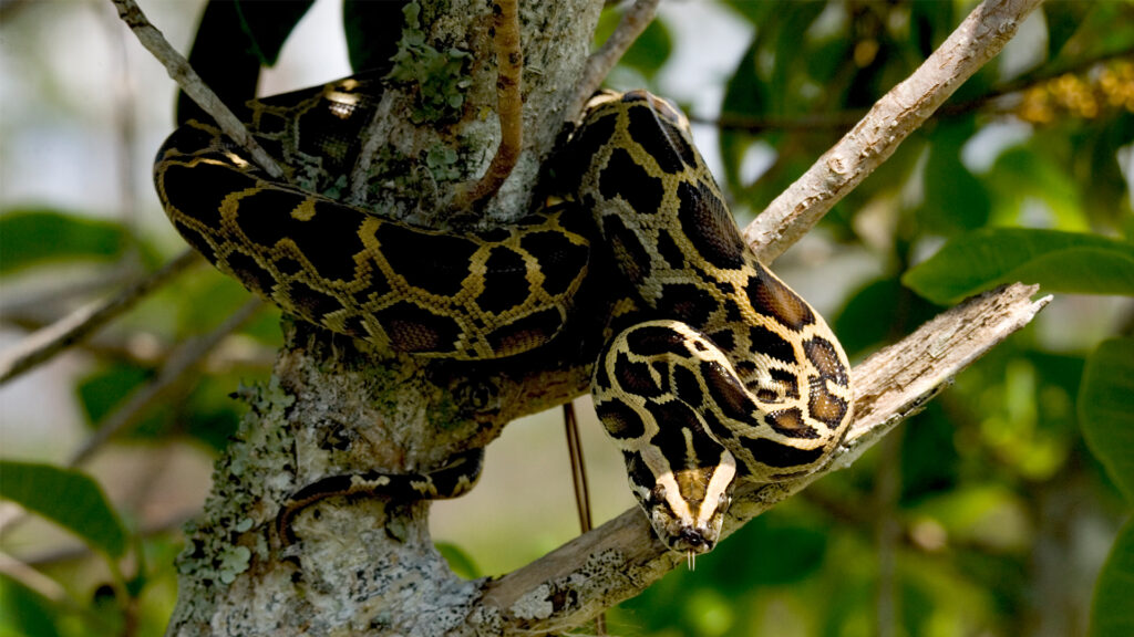 A Burmese python (Everglades NPS, Public domain, via Wikimedia Commons)