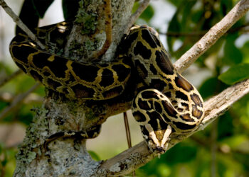 A Burmese python (Everglades NPS, Public domain, via Wikimedia Commons)