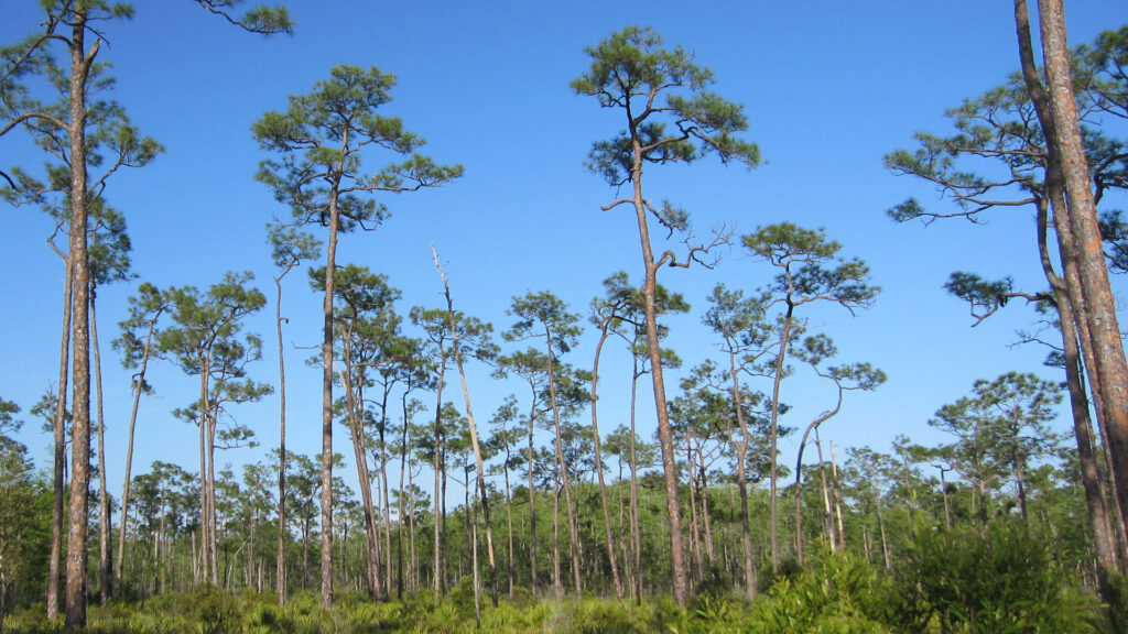 An example of a pine rocklands ecosystem in South Florida (Chris M, Morris, CC BY 2.0 DEED, via flickr)