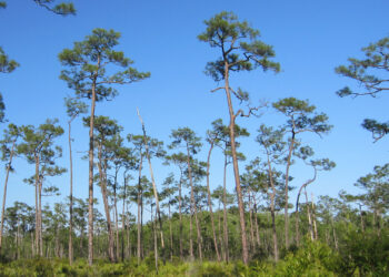 An example of a pine rocklands ecosystem in South Florida (Chris M, Morris, CC BY 2.0 DEED, via flickr)