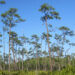 An example of a pine rocklands ecosystem in South Florida (Chris M, Morris, CC BY 2.0 DEED, via flickr)