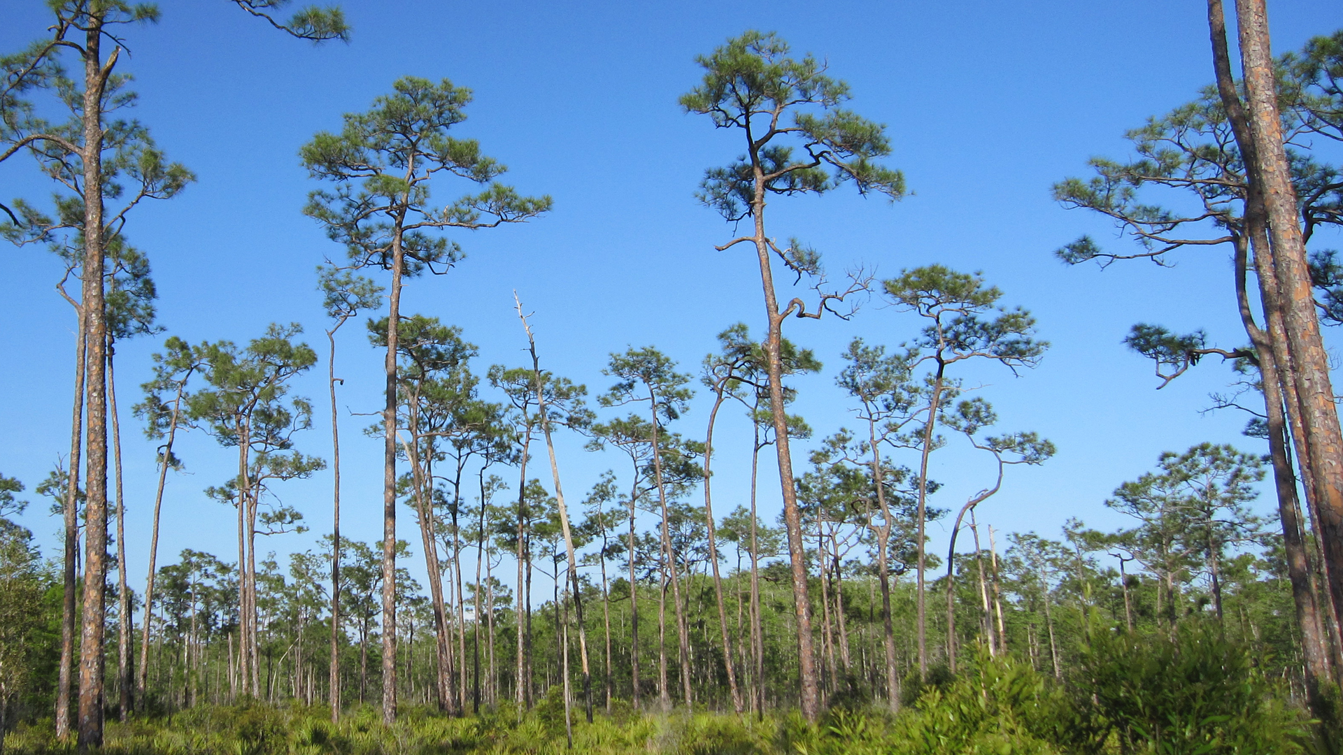 An example of a pine rocklands ecosystem in South Florida (Chris M, Morris, CC BY 2.0 DEED, via flickr)
