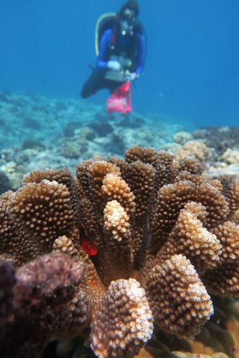 The FSU scientists described Pocillopora tuahiniensis by studying the coral’s genome and examining the symbiotic algae that live inside the coral’s cells. (Photo by Chris Peters)