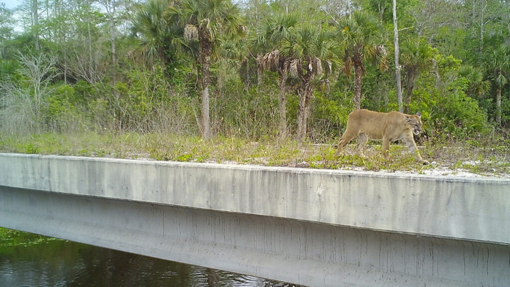 An endangered Florida panther uses a bridge designed for wildlife crossing. (USFWS, public domain)