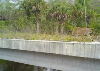 An endangered Florida panther uses a bridge designed for wildlife crossing. (USFWS, public domain)