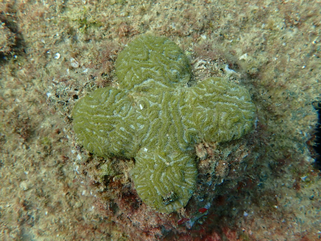 A coral fragment three months after outplanting (Photo: University of Miami Rosenstiel School of Marine, Atmospheric, and Earth Science)