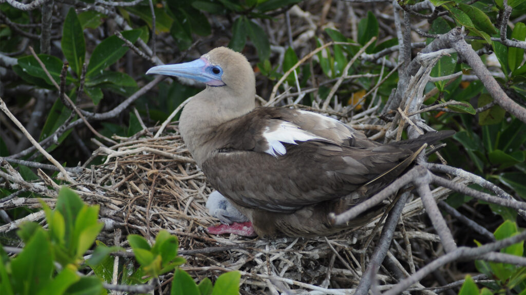 A red-footed booby in the Galapagos Islands (iStock image)