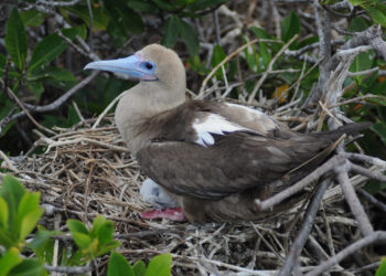 A red-footed booby in the Galapagos Islands (iStock image)