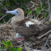 A red-footed booby in the Galapagos Islands (iStock image)