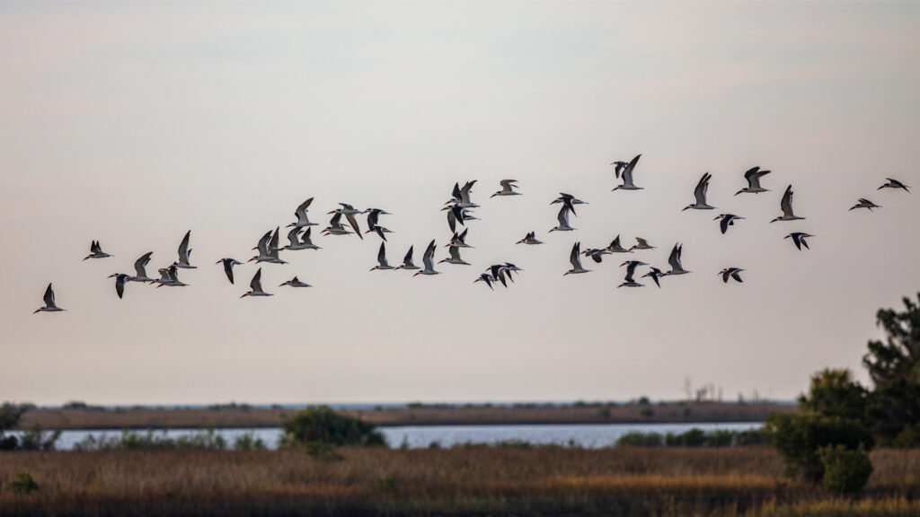 A band of black skimmers flying at Cedar Key National Wildlife Refuge (iStock image)