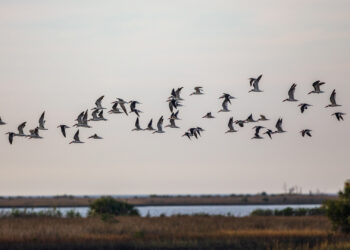 A band of black skimmers flying at Cedar Key National Wildlife Refuge (iStock image)