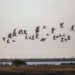 A band of black skimmers flying at Cedar Key National Wildlife Refuge (iStock image)