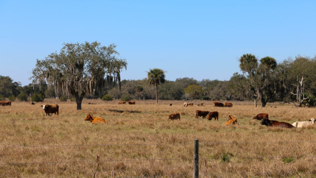 A cattle ranch in Central Florida (iStock image)