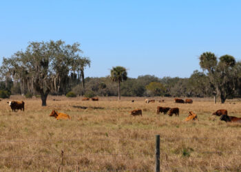 A cattle ranch in Central Florida (iStock image)