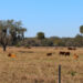 A cattle ranch in Central Florida (iStock image)