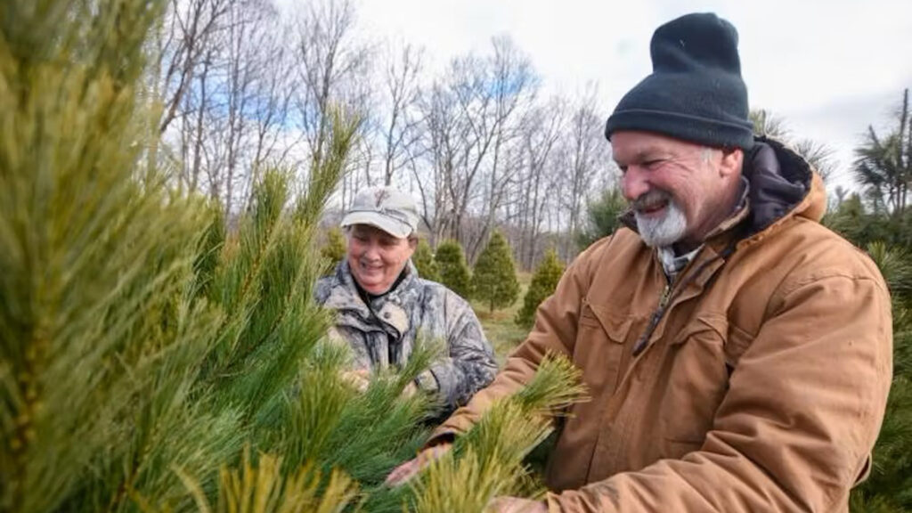 Christmas tree farms like this one can be found in almost every state. (USDA)