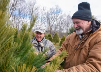 Christmas tree farms like this one can be found in almost every state. (USDA)