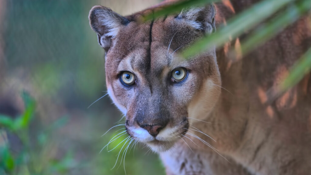 A Florida panther (iStock image)