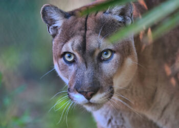 A Florida panther (iStock image)