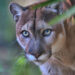 A Florida panther (iStock image)