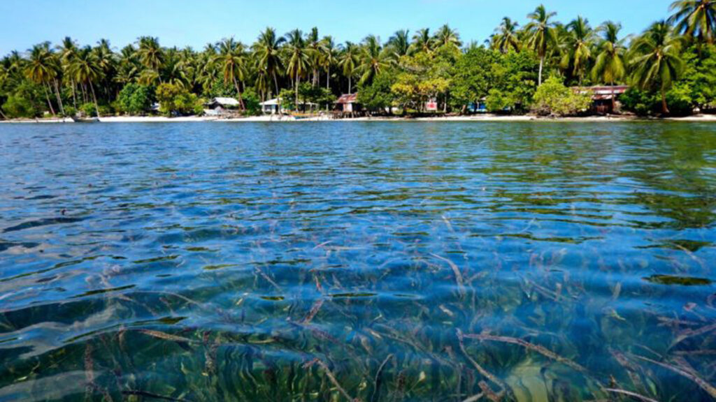 Residents of Auki Island in Indonesia’s Papua province have for generations depended on the rich resources of their coastal ecosystems, such as seagrass, mangroves and marine life. They’ve established rules to manage these resources in a sustainable way. (Image by Ridzki R. Sigit/Mongabay Indonesia)