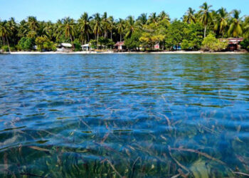 Residents of Auki Island in Indonesia’s Papua province have for generations depended on the rich resources of their coastal ecosystems, such as seagrass, mangroves and marine life. They’ve established rules to manage these resources in a sustainable way. (Image by Ridzki R. Sigit/Mongabay Indonesia)