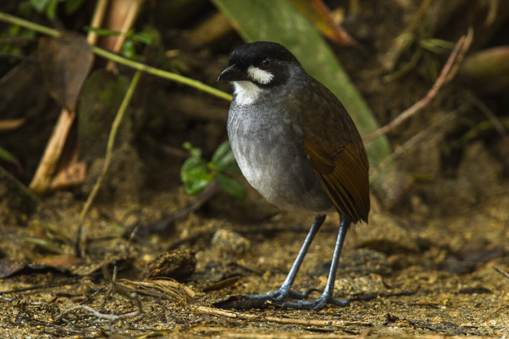 The Jocotoco antpitta (Francesco Veronesi, CC BY-SA 2.0, via Wikimedia Commons)