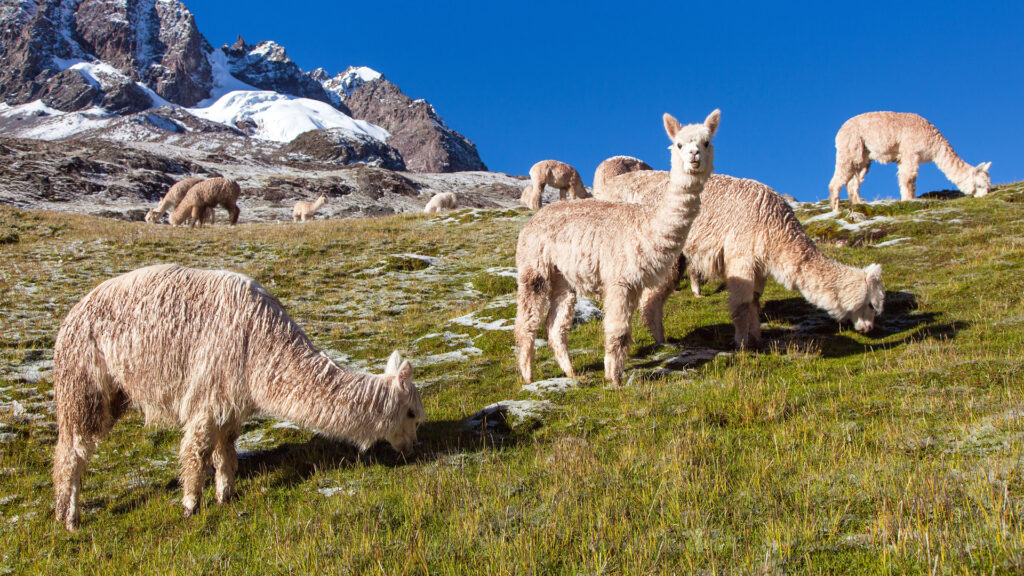 Llamas in the Andes Mountains in Peru (iStock image)