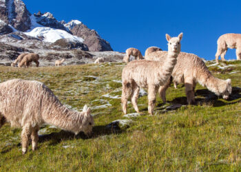 Llamas in the Andes Mountains in Peru (iStock image)