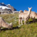 Llamas in the Andes Mountains in Peru (iStock image)