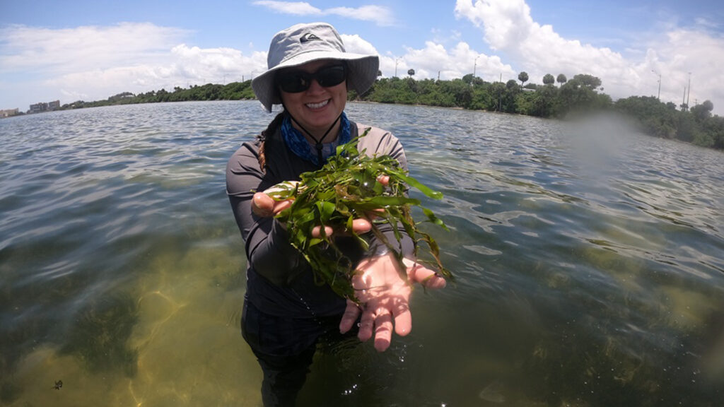 Rachel Brewton, Ph.D., first author and a research scientist at FAU Harbor Branch, holding the green macroalga Caulerpa prolifera. (Photo credit: Kevin Tyre)