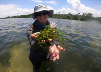 Rachel Brewton, Ph.D., first author and a research scientist at FAU Harbor Branch, holding the green macroalga Caulerpa prolifera. (Photo credit: Kevin Tyre)