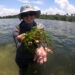 Rachel Brewton, Ph.D., first author and a research scientist at FAU Harbor Branch, holding the green macroalga Caulerpa prolifera. (Photo credit: Kevin Tyre)